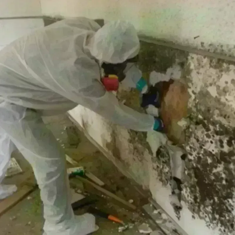 Mold Remediation and Removal in Green Bay, WI